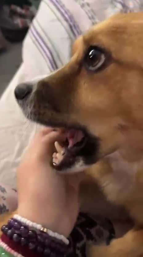 Mixed Breed dogs for adoption: Meet REMI - a Lovely Boy for a Loving Home - Video 1