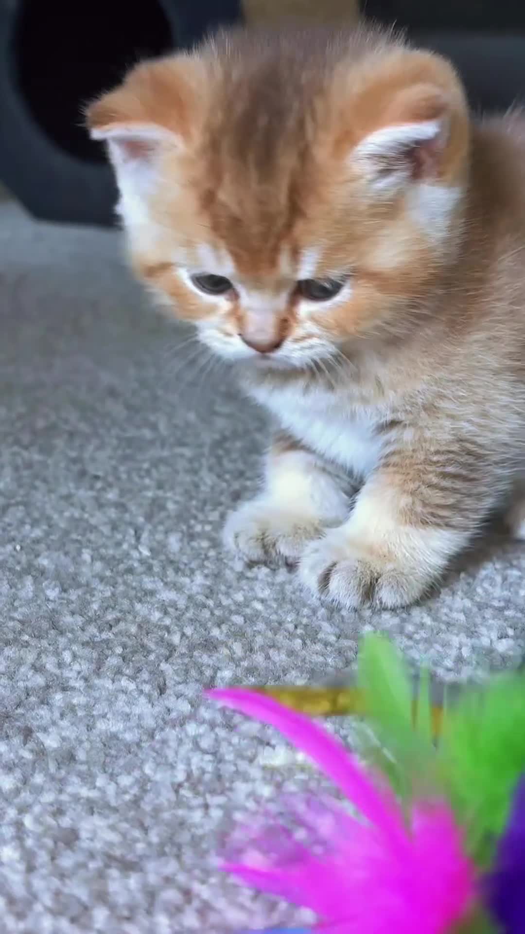 British Shorthair cats for sale: 🌟 Exceptional GCCF Register BSH Golden Kittens 🌟 - Video 1