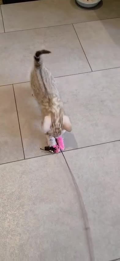 Bengal cats for sale: Pure Bengals Stunning Colour-ready for rezervation - Video 3