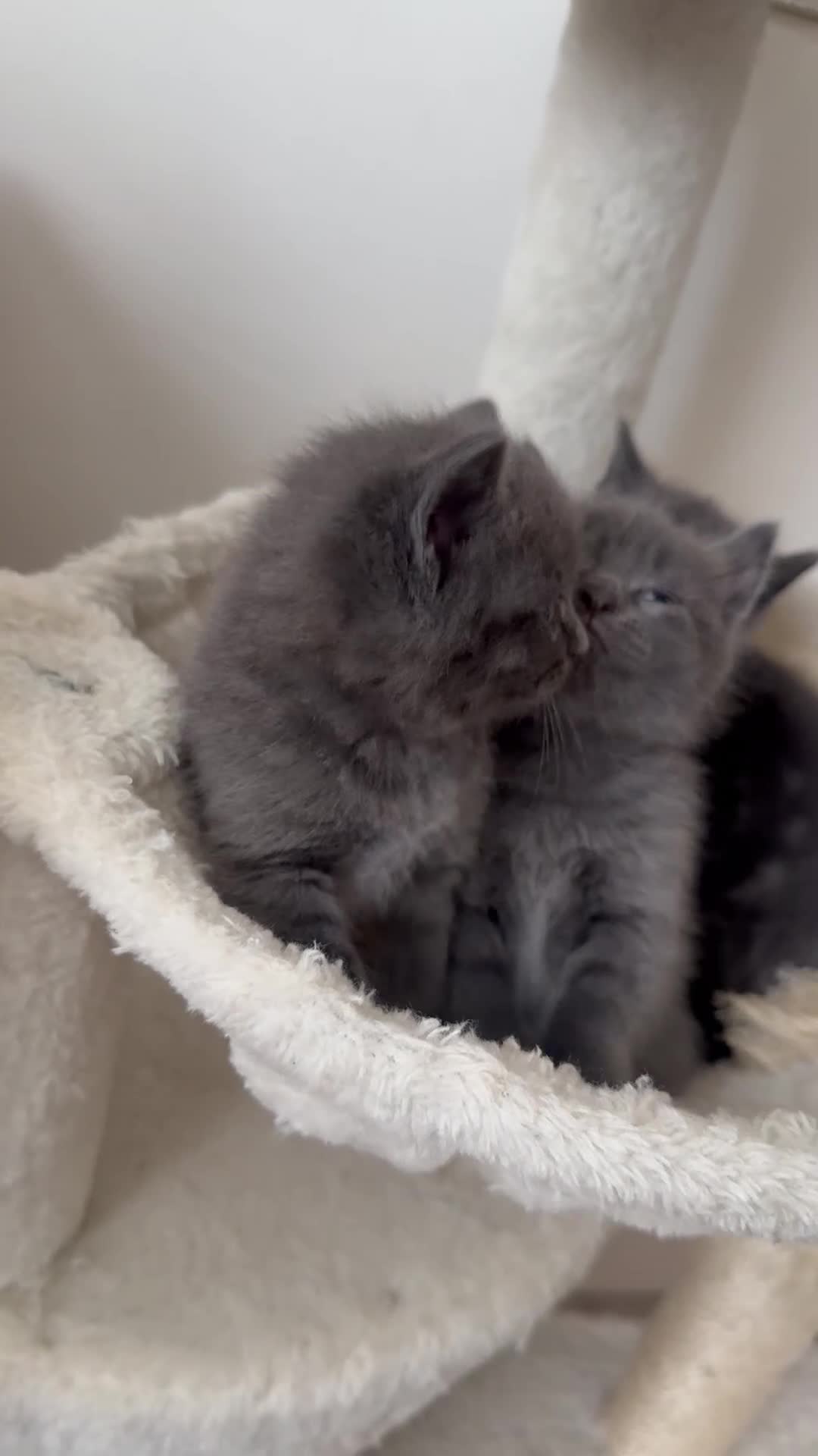 British Shorthair cats for sale: 5 British Shorthair kittens. 4 male and 1 female - Video 1