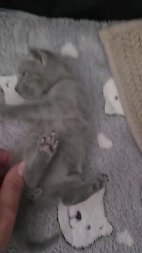 Russian Blue cats for sale: 💙  Russian Blue Kittens – Champion Line, TICA - Video 2