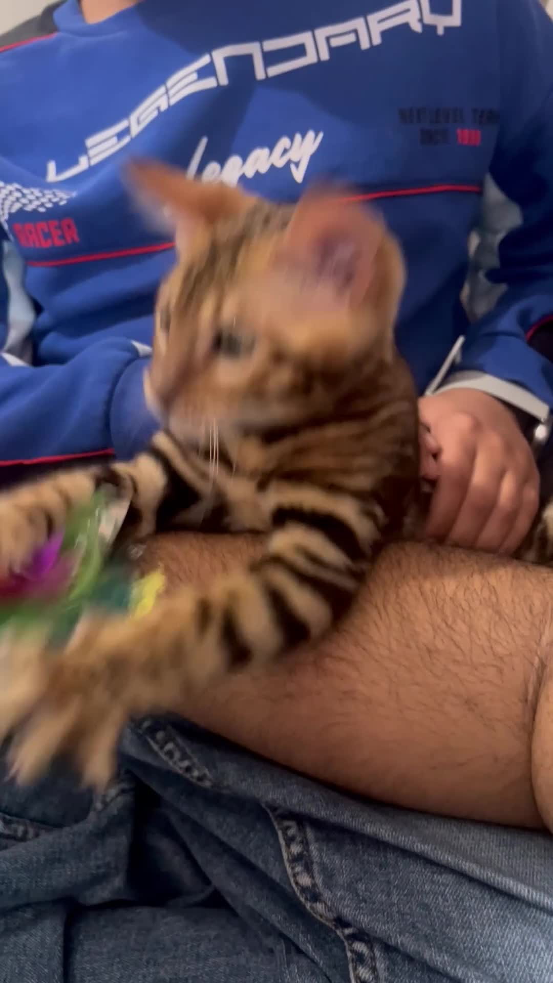 Bengal cats for sale: Bengal kitten with gorgeous patterns  - Video 2