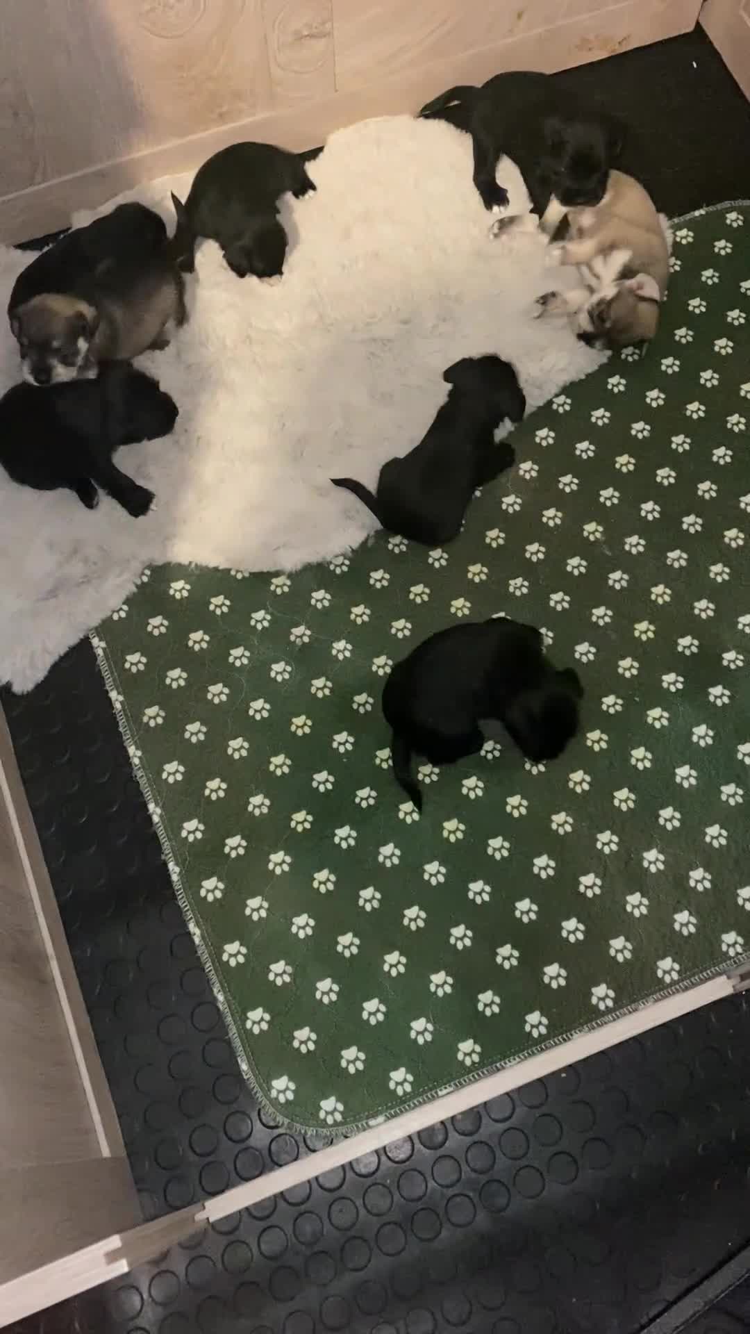 Miniature Schnauzer dogs for sale: ✨ Eight Stunning Puppies Now Available! ✨ - Video 1