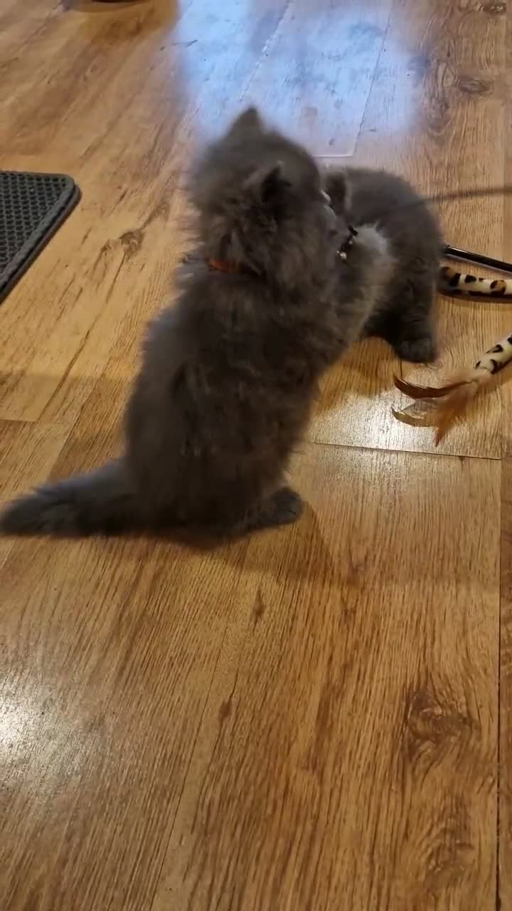 British Longhair cats for sale: Adorable British Blue longhair kittens - Video 2