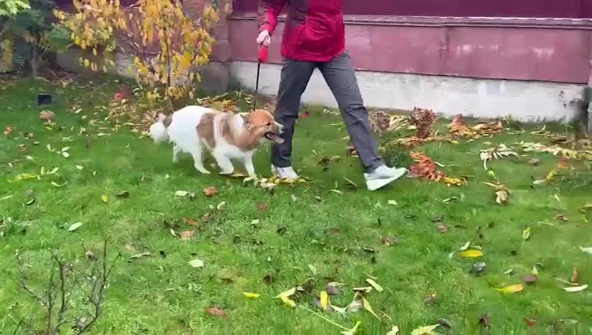 Border Collie dogs for adoption: Penny: The Puppy Left on the Roadside to Die - Video 4