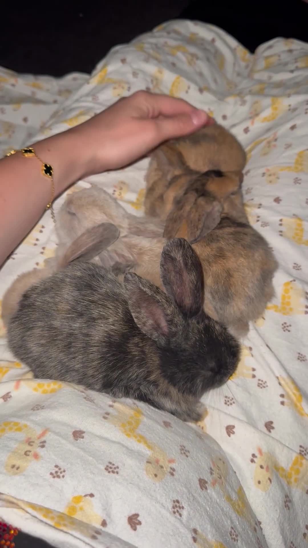 Dwarf Lop rabbits for sale: Rabbits for sale  - Video 1