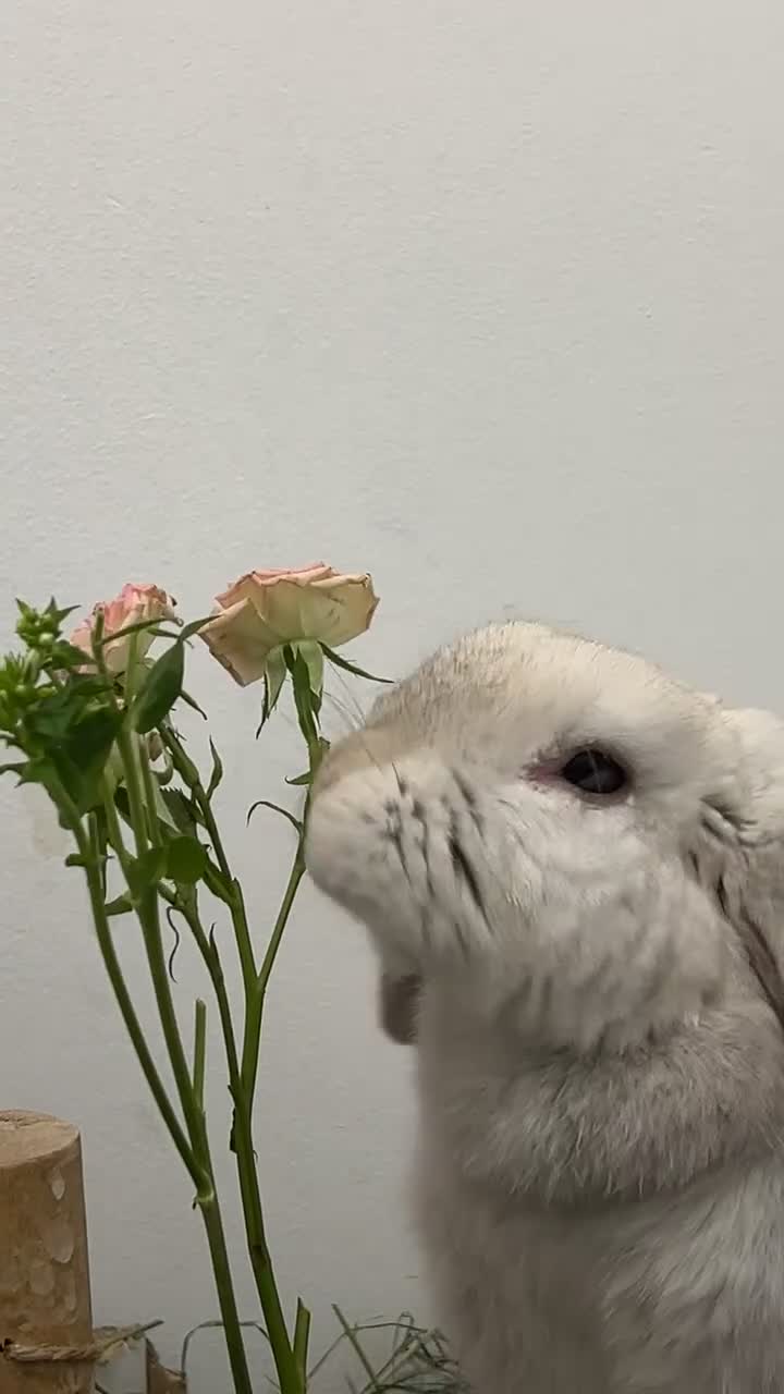 Mixed Breed rabbits for sale: Lulu 🤍 - Video 3