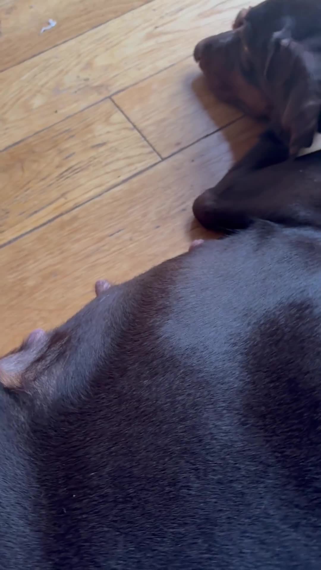 Dobermann dogs for sale: 🌟🌟KC Dobermanns - 38+ Champions in Bloodline🌟🌟 in London - Video 1