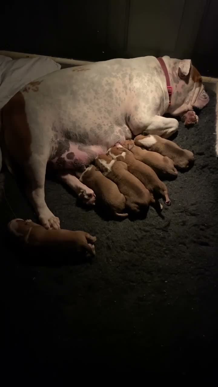Mixed Breed dogs for sale: Olde tyme English bulldog X boxer - Video 1