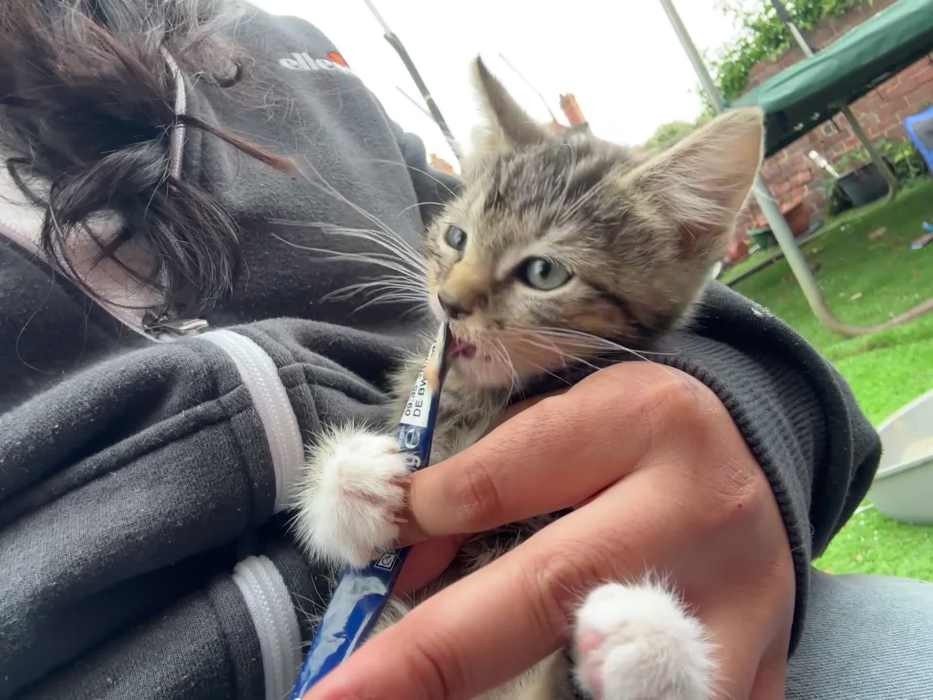 Mixed Breed cats for sale: 3 cute kittens ready for new home - Video 1