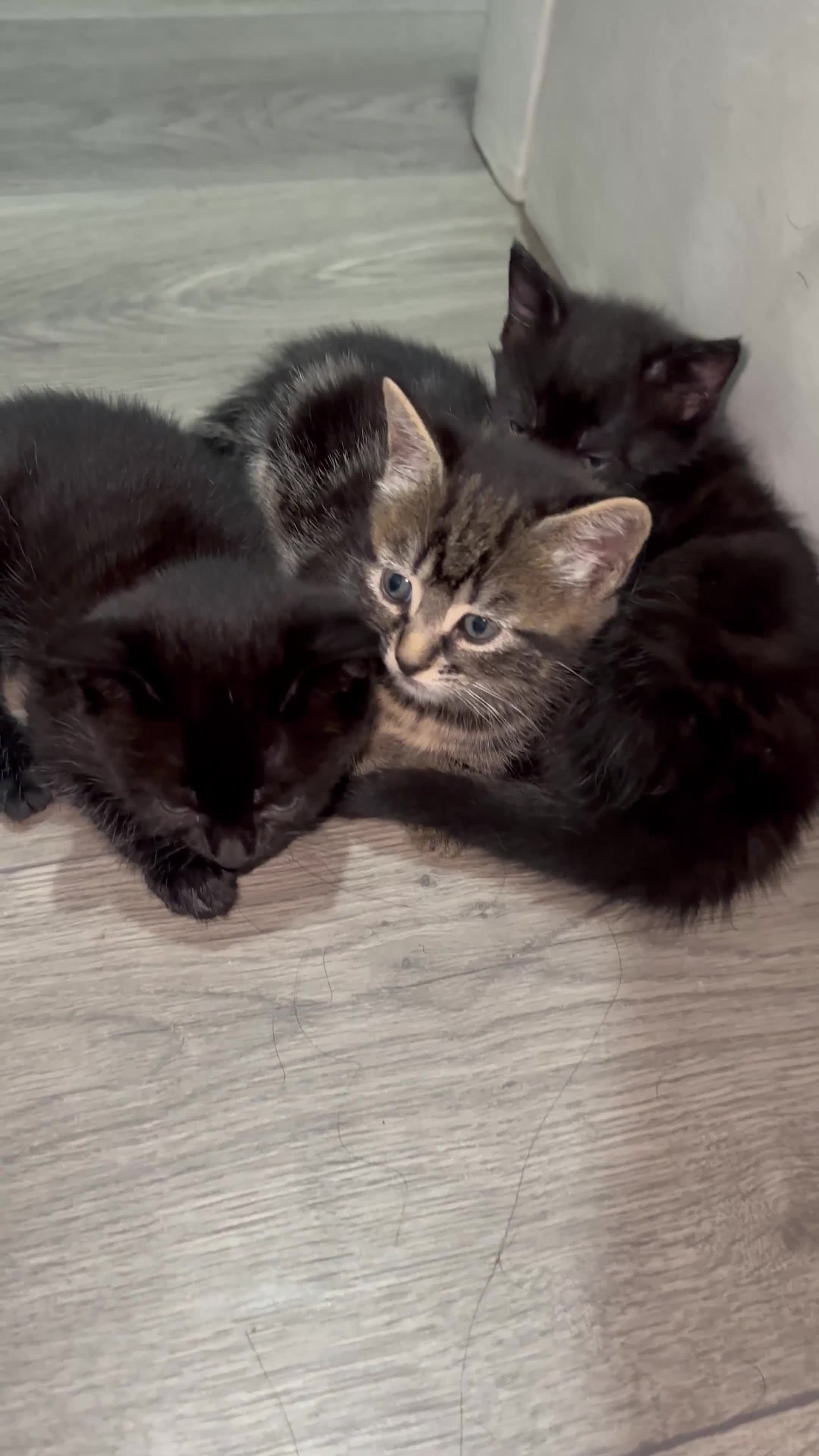 Bengal cats for sale: Mixed bengal cats for sale  - Video 2