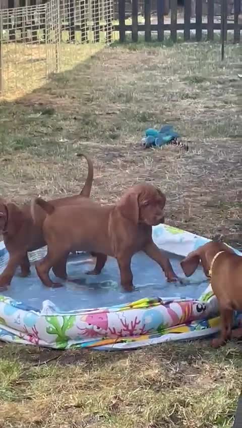 Hungarian Vizsla dogs for sale: Gorgeous bouncy and healthy vizsla pups - Video 2