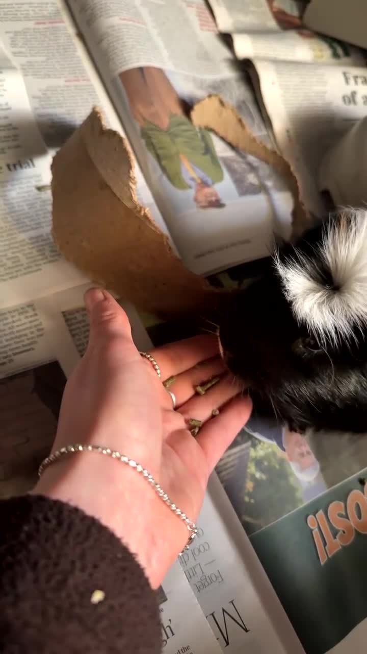 Guinea Pig rodents for sale: Two male guinea pigs  - Video 1