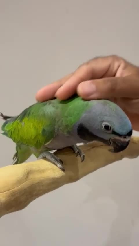 Parrots birds for sale: LORD DERBYAN MALE 5 MONTHS OLD  - Video 4