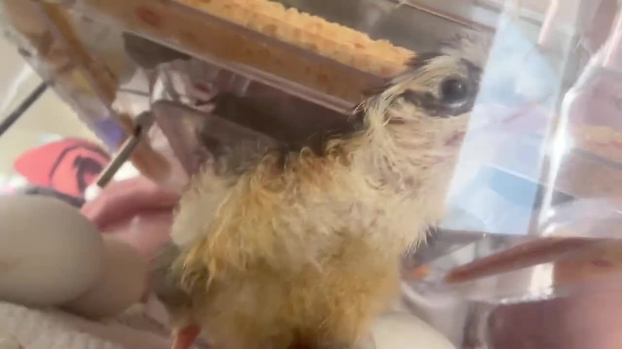 Chickens poultry for sale: Unsexed Swedish flower chicks - Video 2