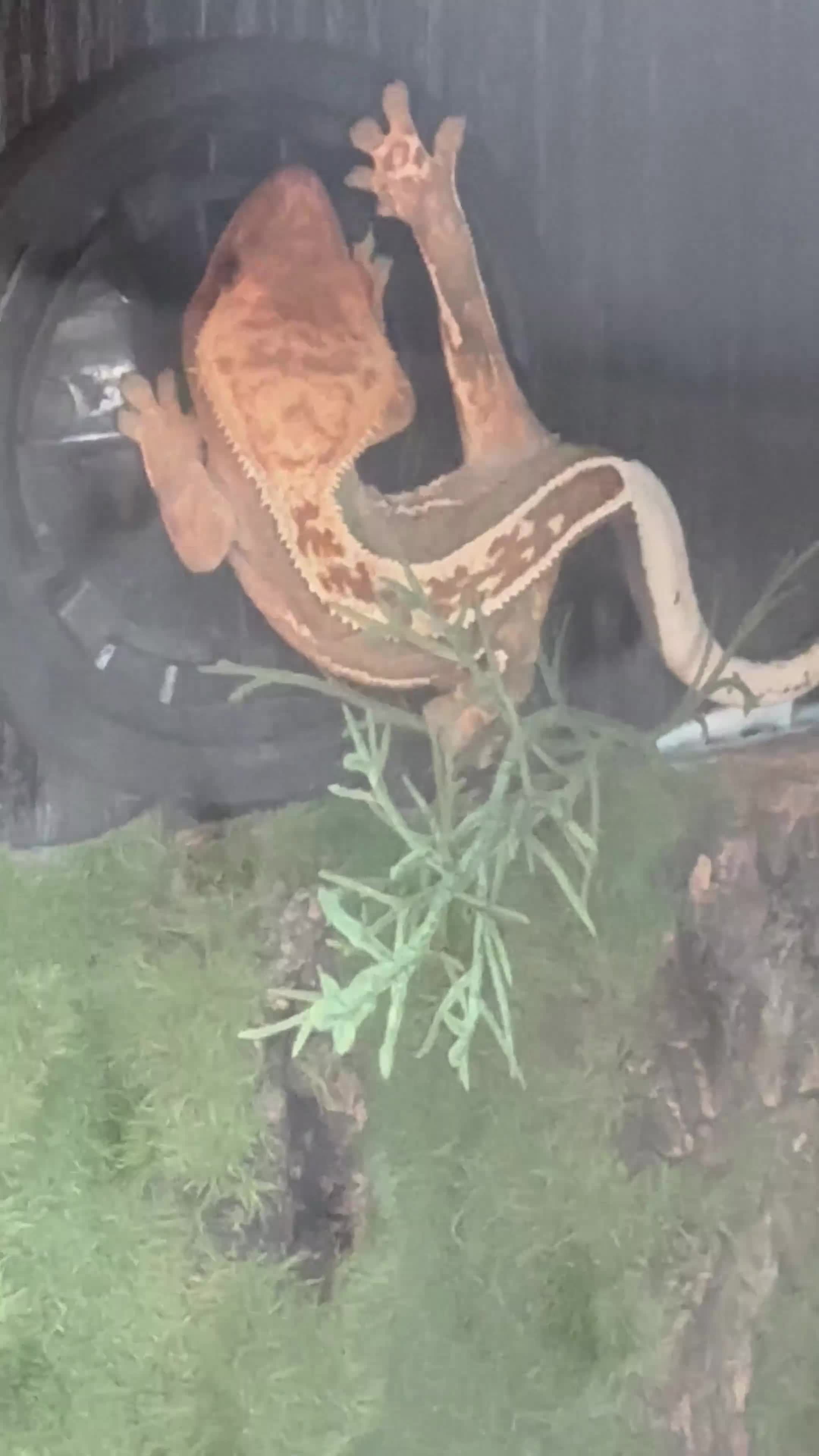 Gecko reptiles for sale: Hi I’m Jerry, jer for short! - Video 1