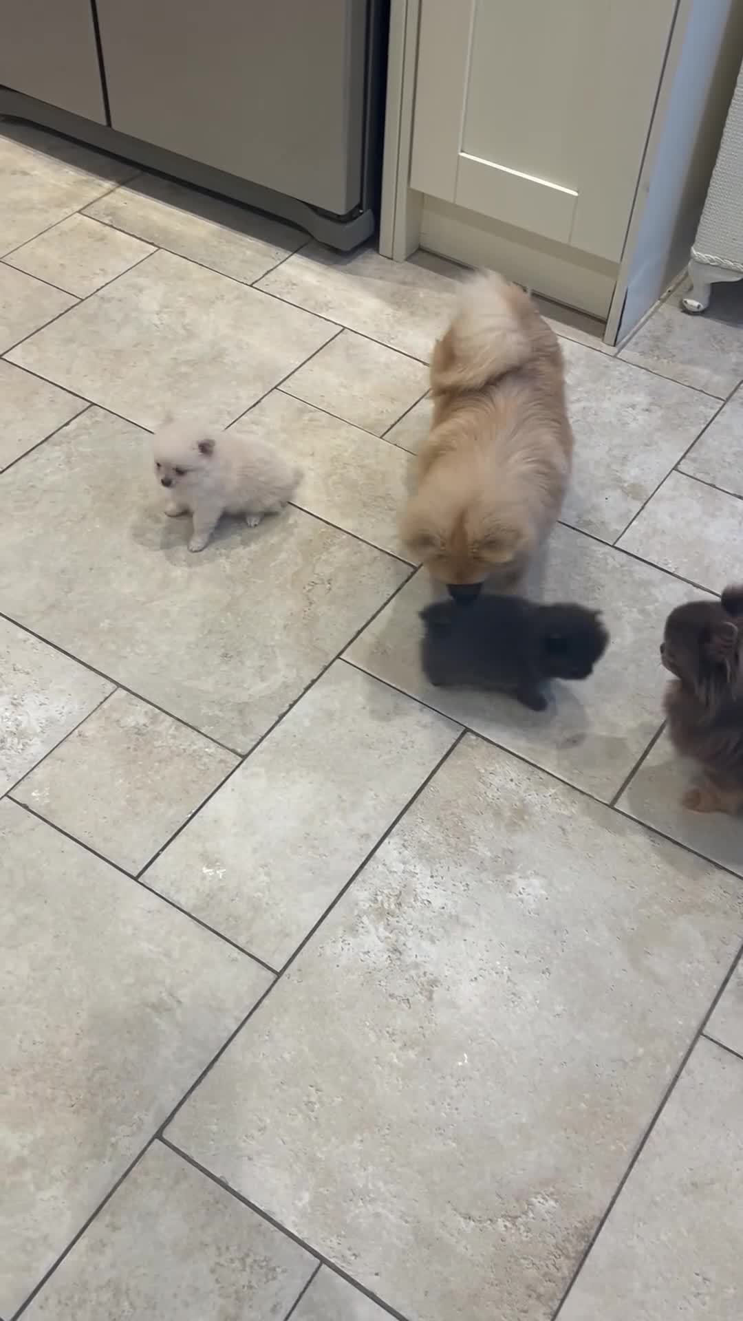 Pomchi dogs for sale: Pomchi - Video 1