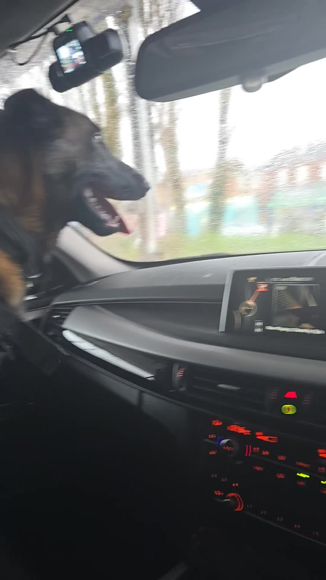 Belgian Shepherd Dog dogs for sale: 8 months old male Belgian Malinois  - Video 3