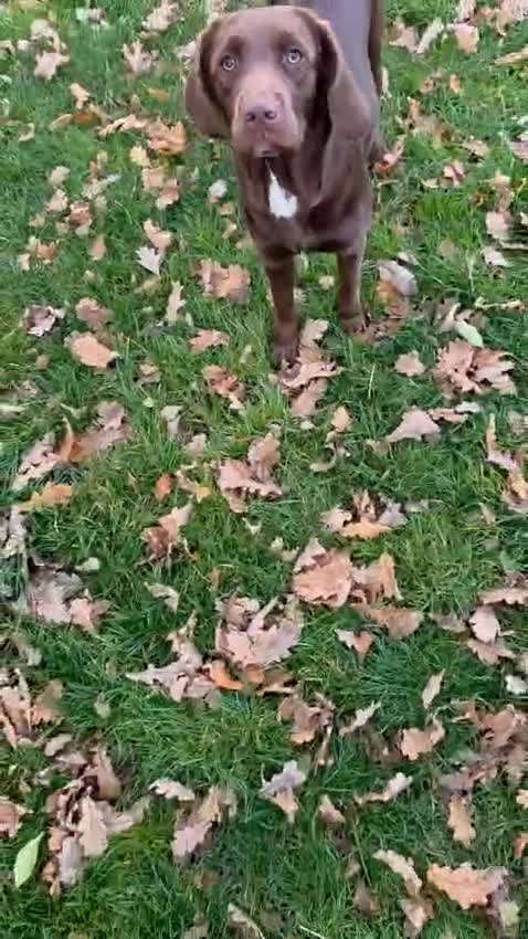 Springador dogs for sale: LAST Female springador for SALE - Video 2