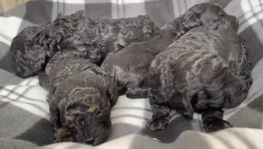 Cavapoo dogs for sale: READY TO LEAVE FOR THEIR NEW ADVENTURES  - Video 1