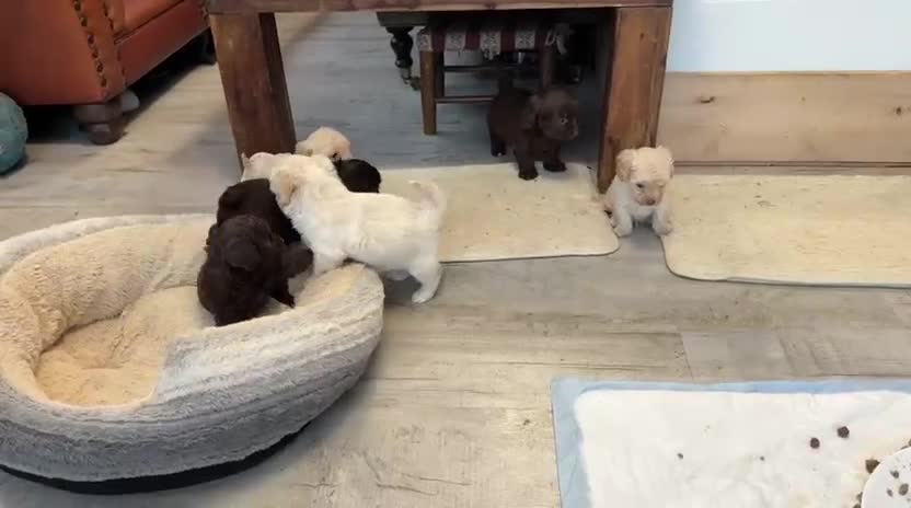 Shihpoo dogs for sale: ✨ Beautiful Shihpoo Puppies ✨  - Video 1