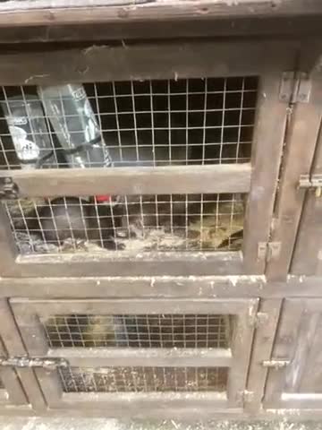 Ferret rodents for sale: Gamekeeper bred working ferrets  - Video 1