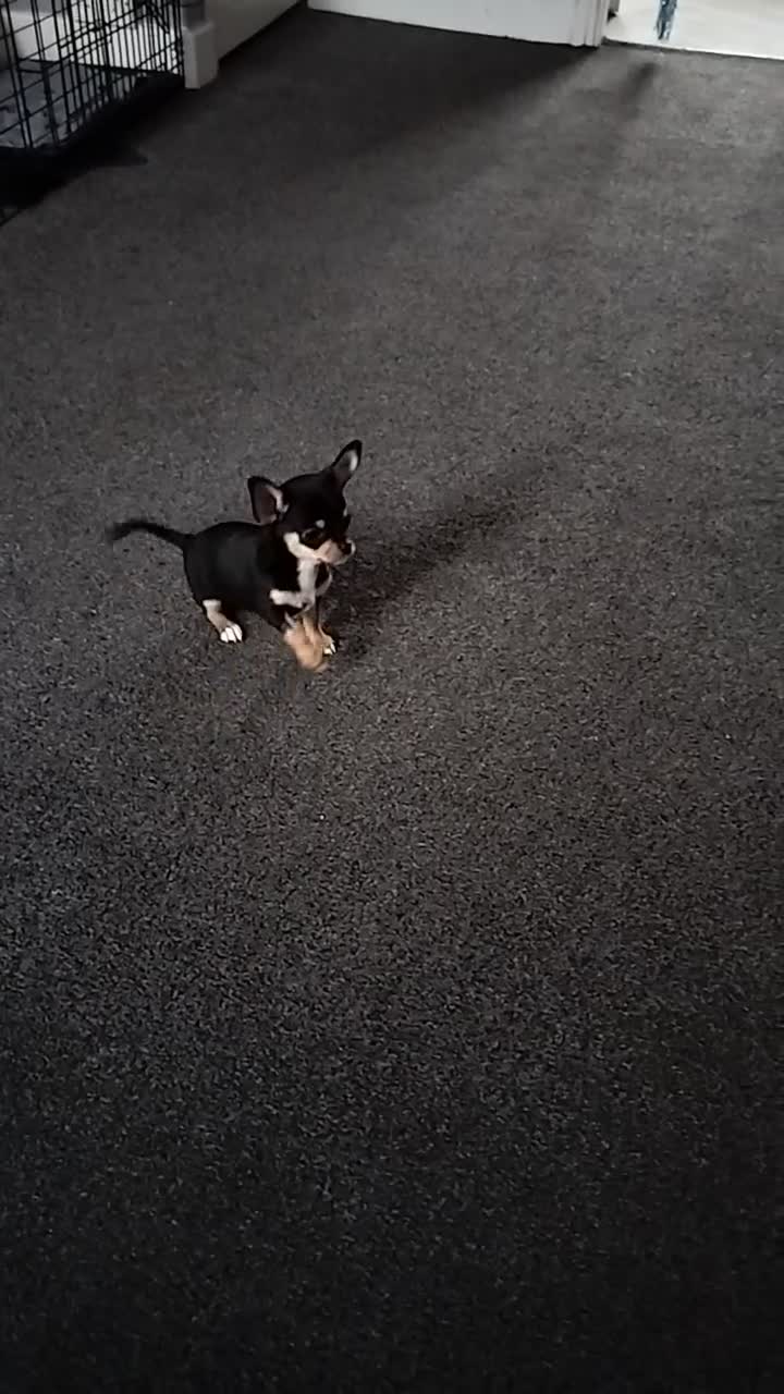 Chihuahua dogs for sale: S706AB - Video 2