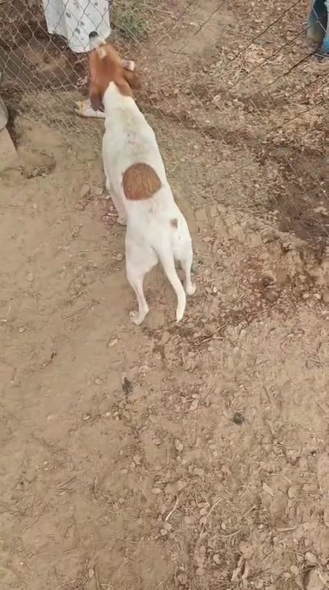 Mixed Breed dogs for adoption:  🚨 A Home For Bebe ❤️  - Video 2