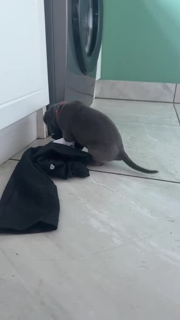 Cane Corso dogs for sale: Cane Corso Puppies for sale  in Hull - Video 1