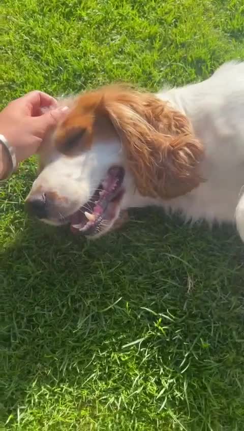 Cocker Spaniel dogs for sale: 9 Week Cocker Spaniel Girl for SALE - Video 1