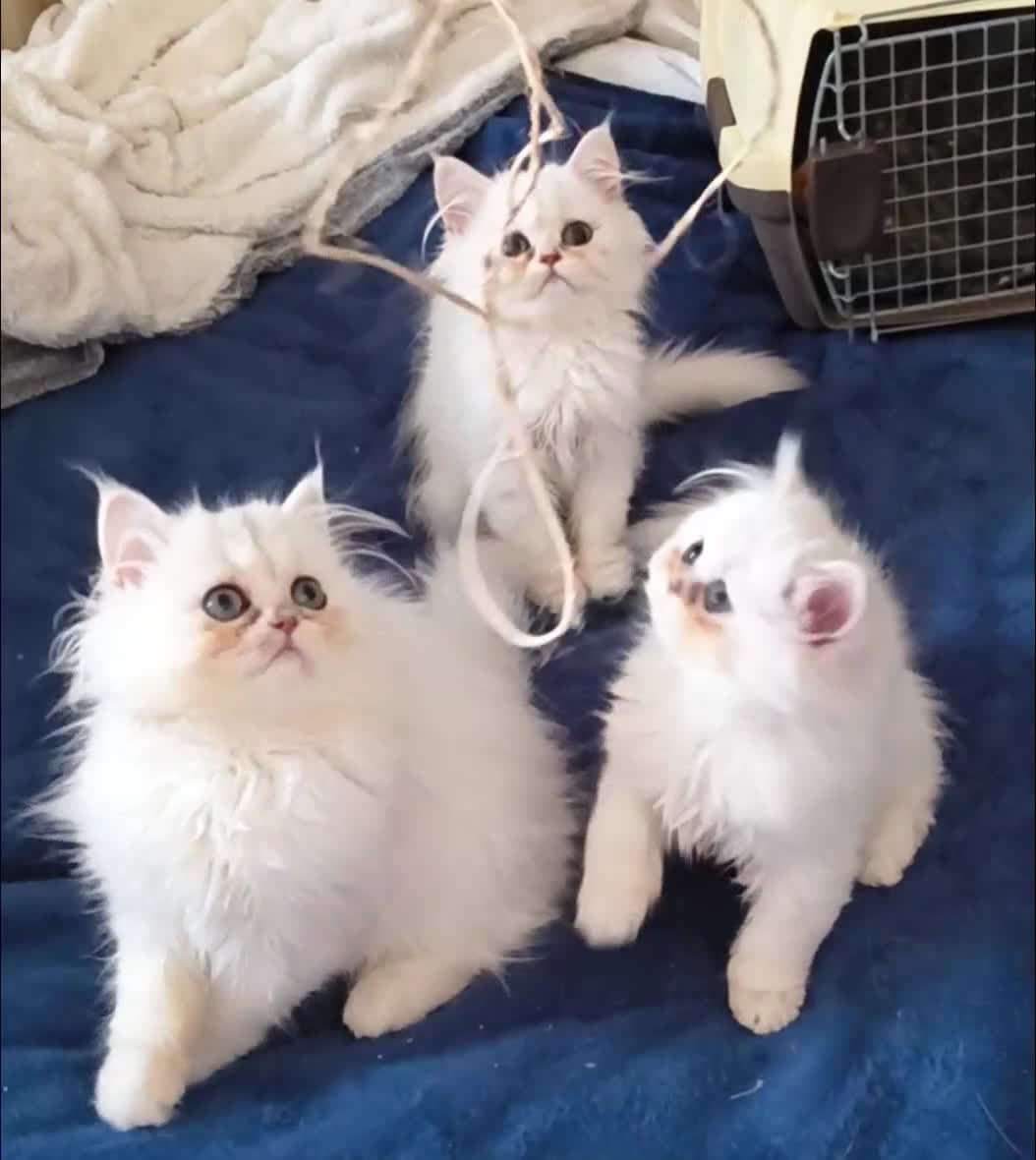 Persian cats for sale: ♦🍒White tipped Persian kittens ready now - Video 1