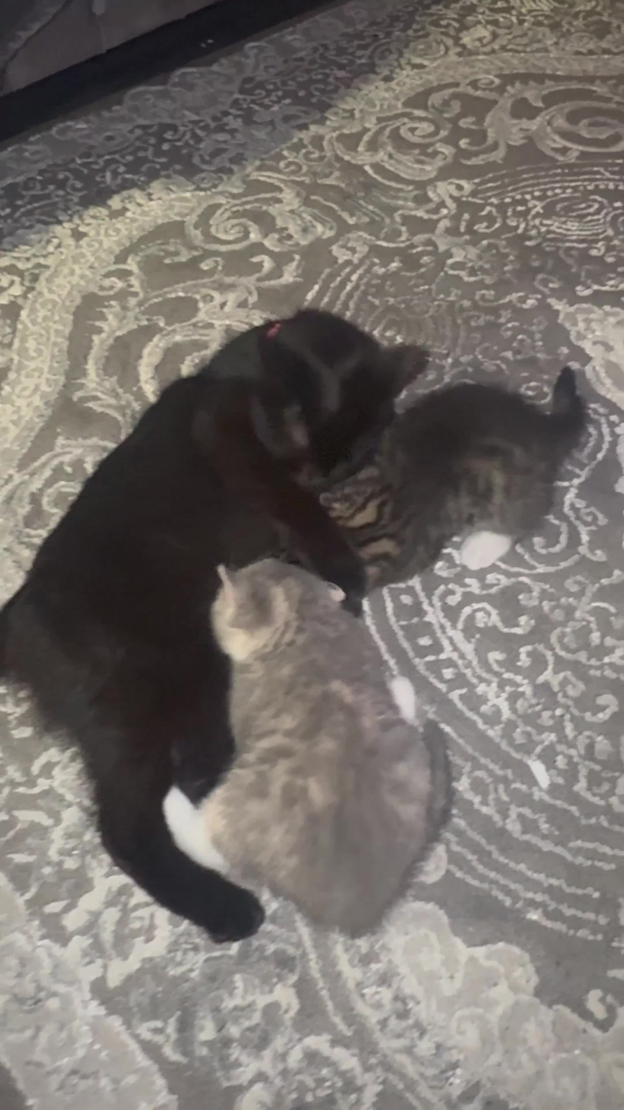 British Shorthair cats for sale: 10 week old kittens available free to a good home - Video 2