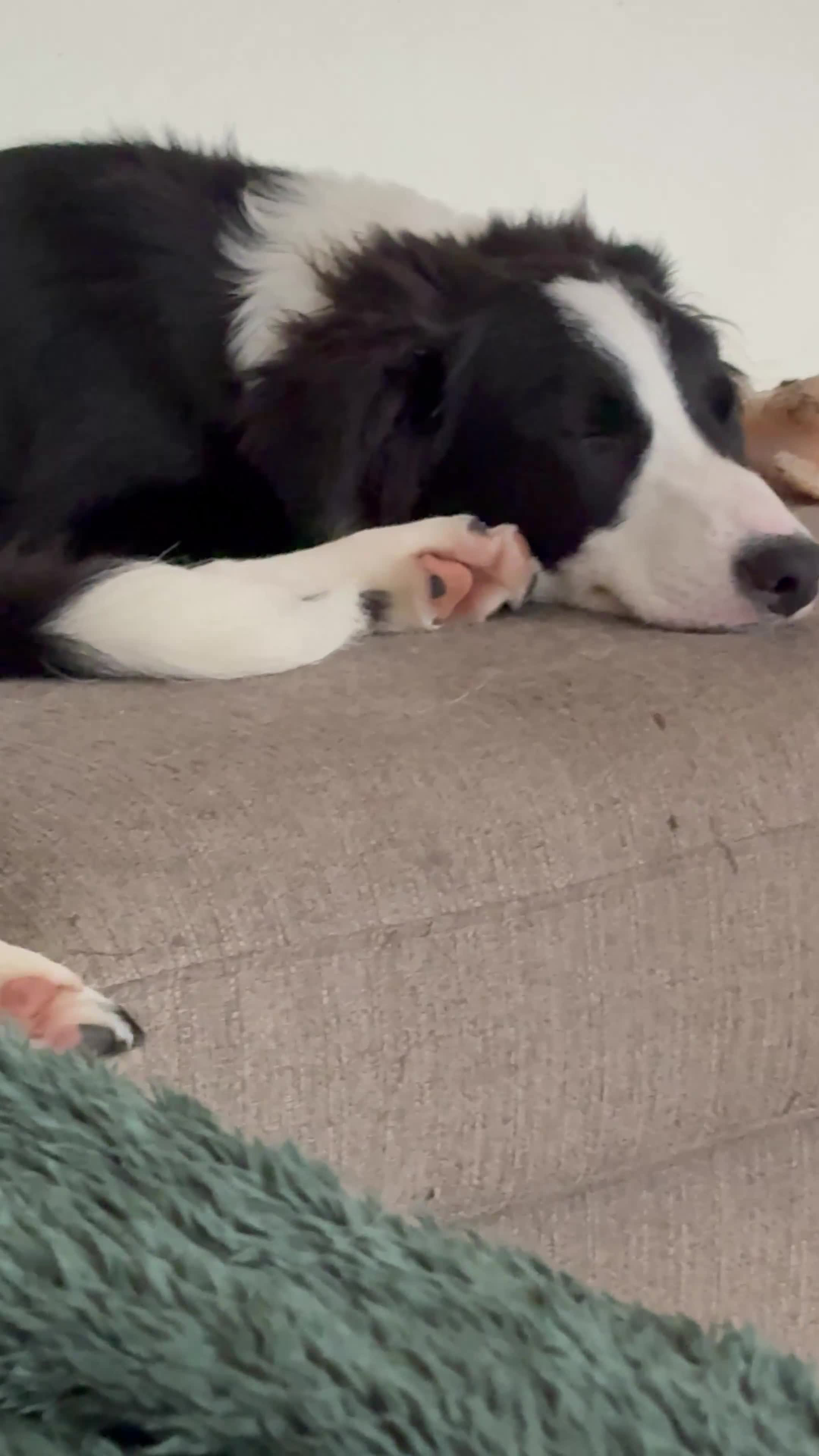 Border Collie dogs for sale: 6 month Border collie girlie for WORKING home - Video 1