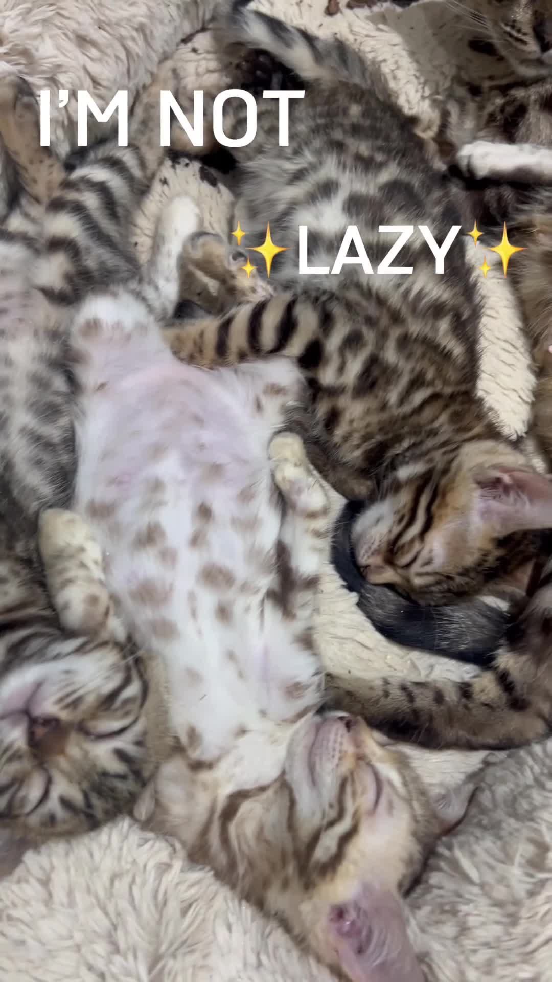 Bengal cats for sale: Stunning TICA 5 Generation Pedigree Kittens - Video 1