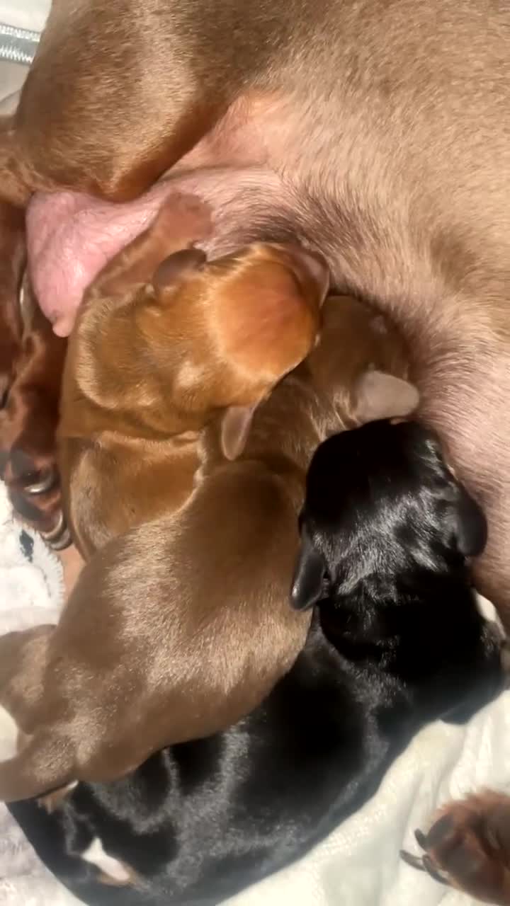 Miniature Dachshund dogs for sale: 3 Beautiful Miniature Dachshunds puppys - Video 3