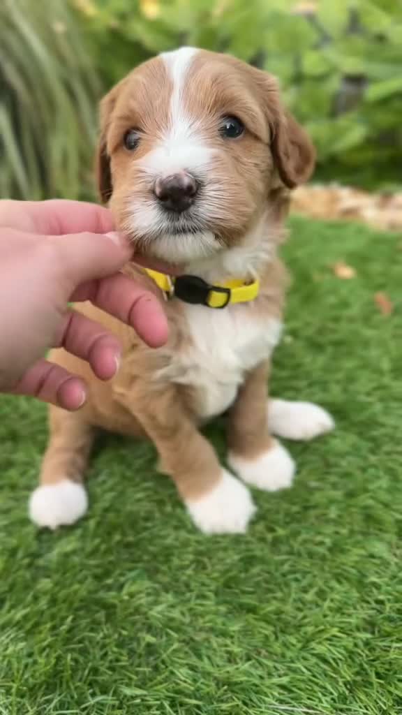 Australian Labradoodle dogs for sale: Pure Multigen Australian Labradoodle Puppies - Video 2