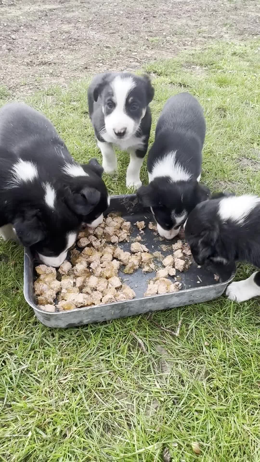 Border Collie dogs for sale: intelligent, well bred lovable  - Video 4