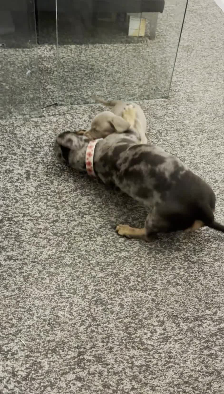 Miniature Dachshund dogs for sale: Stunning rare colours miniature dachshunds  - Video 3