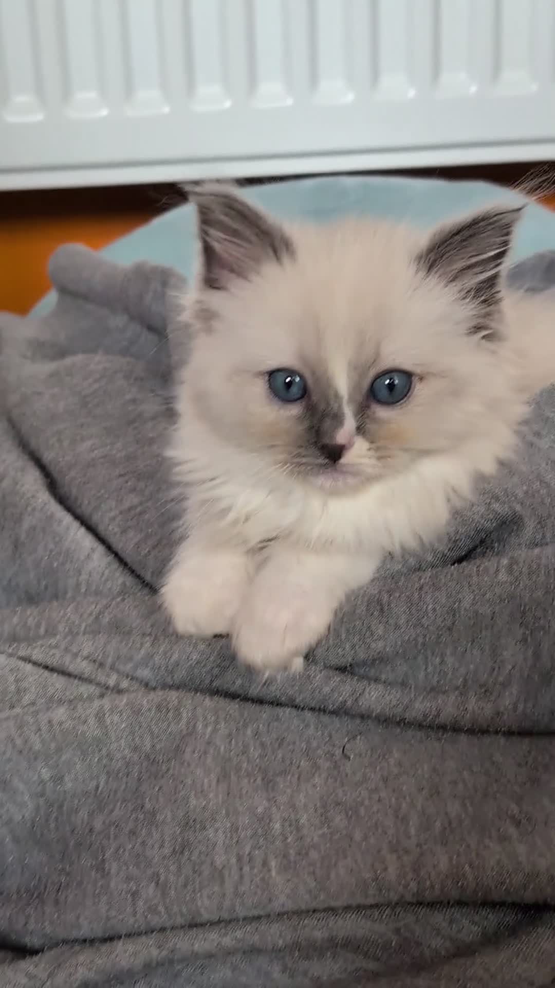 Ragdoll cats for sale: Handsome pedigree Ragdoll kitten needs rehoming  - Video 1