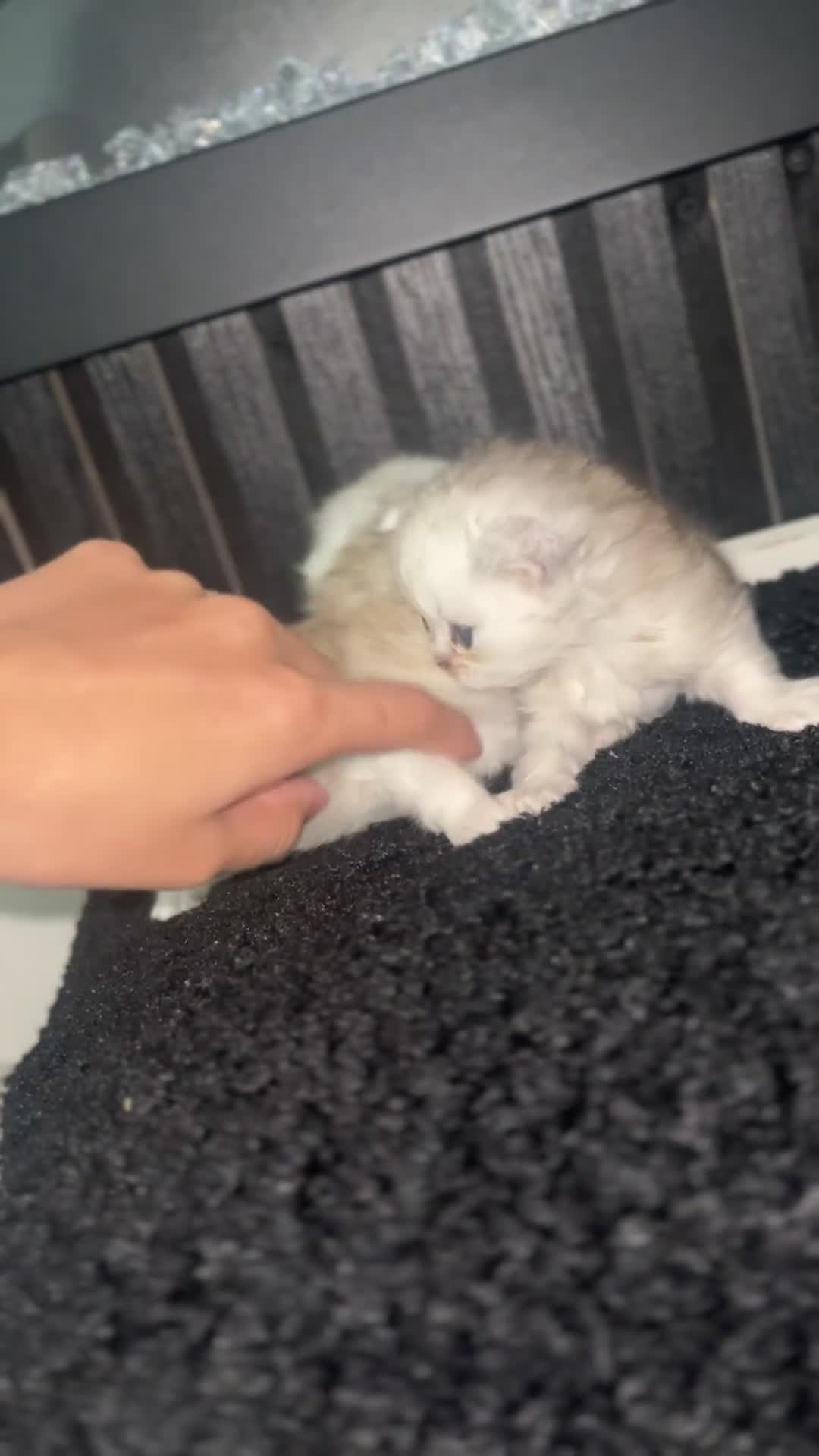 Persian cats for sale: Gorgeous Chinchilla Persian cat in Birmingham - Video 2