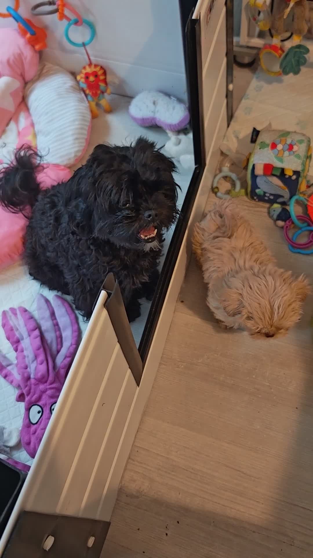 Shihpoo dogs for sale: imperial shihtzu xshipoo - Video 1