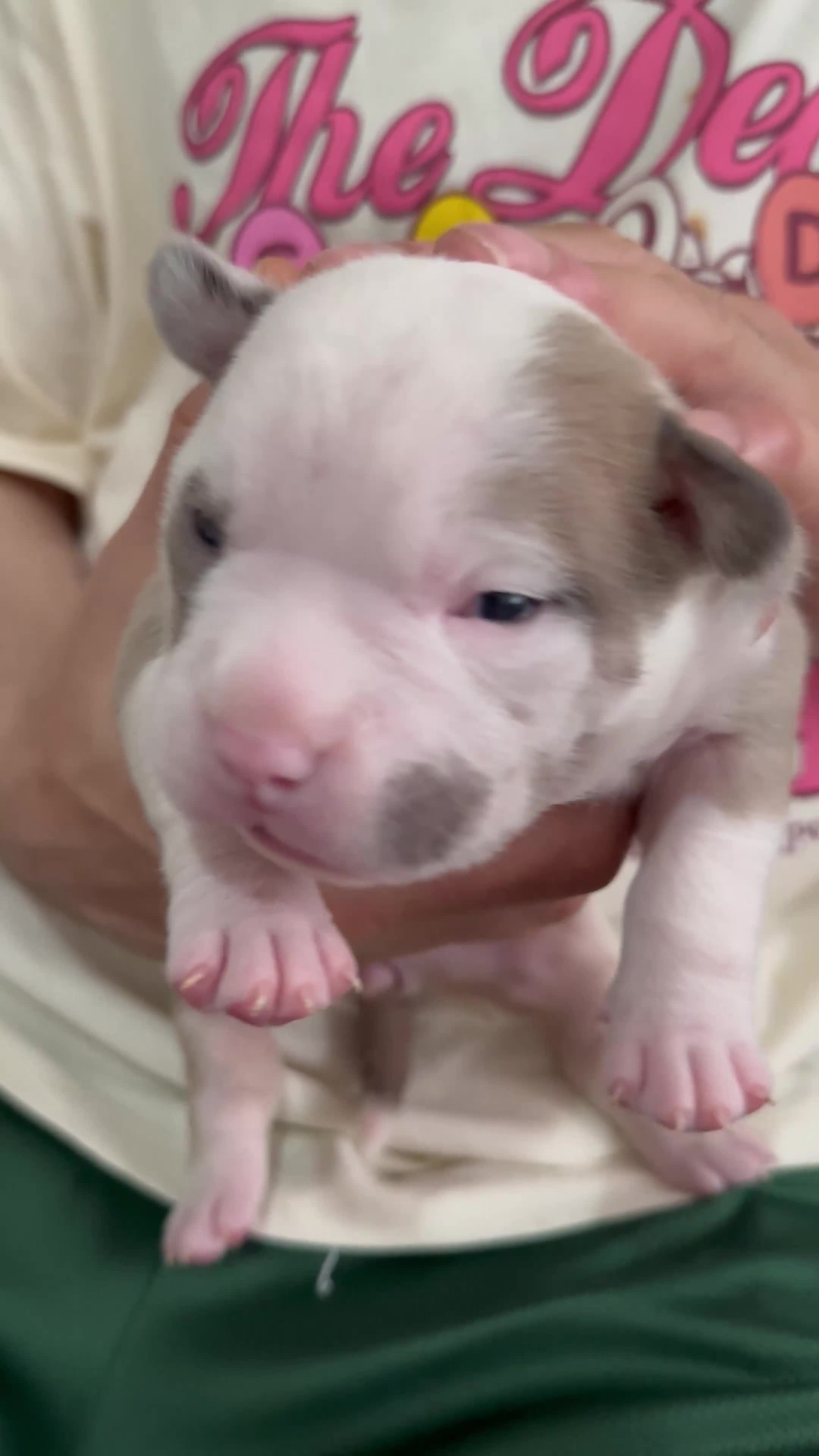 American Bully dogs for sale: 4 pocket bully’s  - Video 1