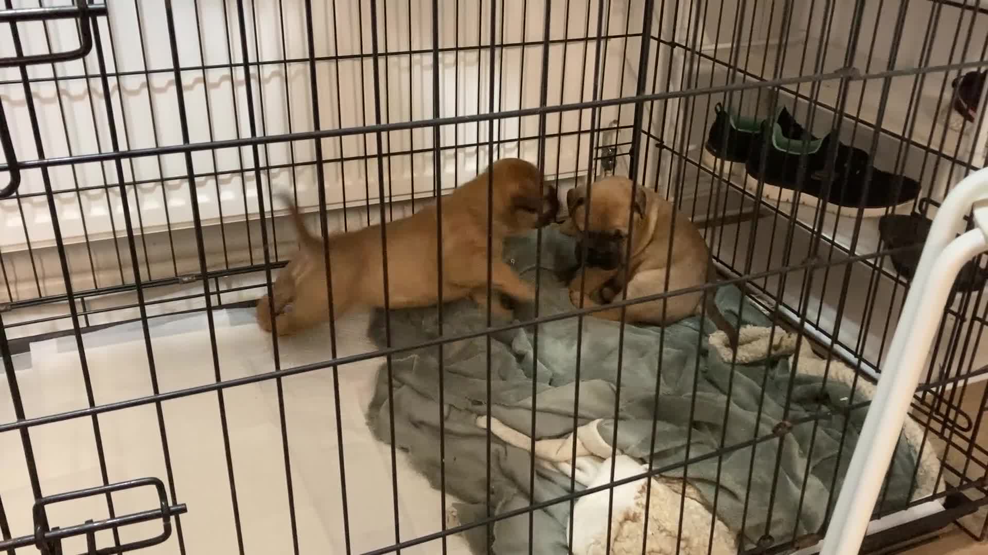 Bullmastiff dogs for sale: Bullmastiff puppies for sale - Video 2