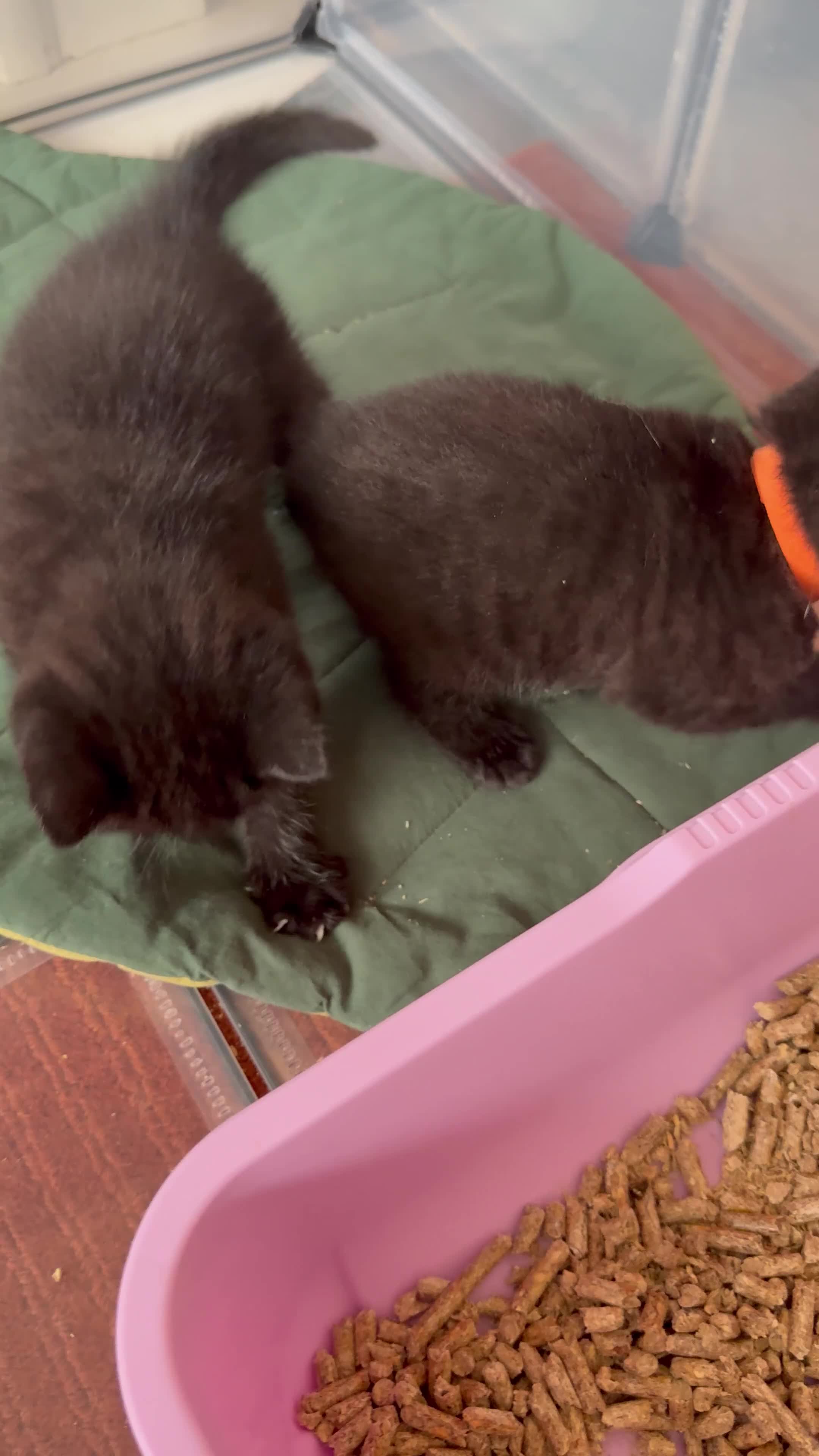 British Shorthair cats for sale: Black British Shorthair kittens, rare opportunity  - Video 2