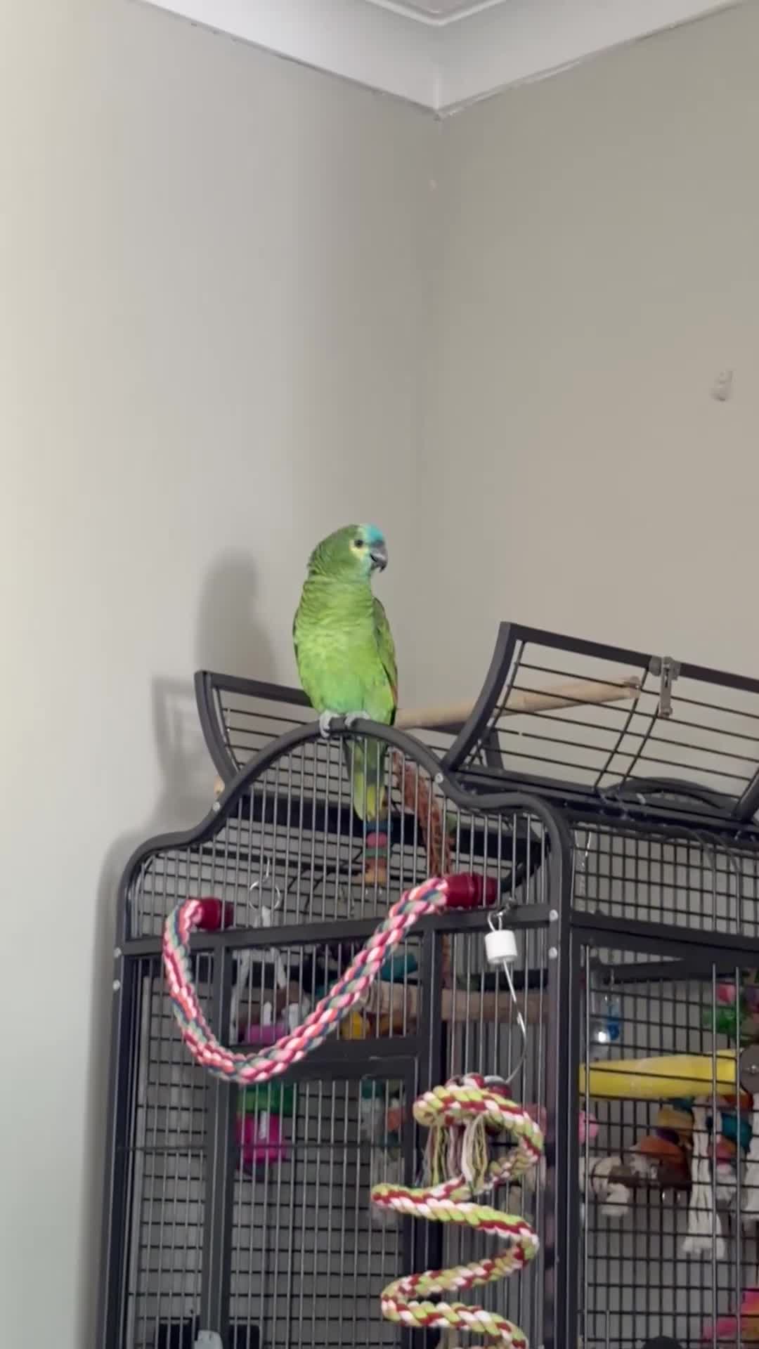 Parrots birds for sale: Male Amazon Parrot - Video 2