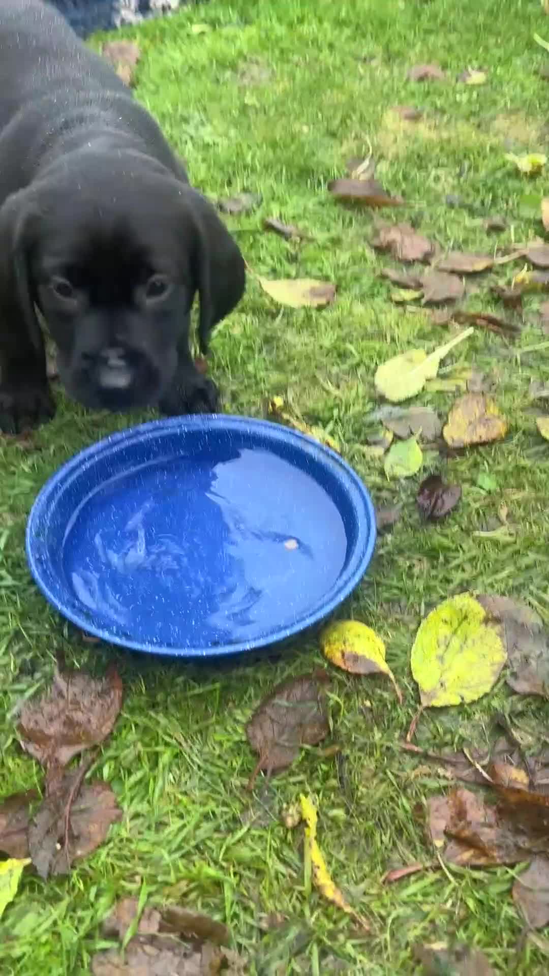 Labrador Retriever dogs for sale: 1 Black Labrador bitch left ready to go now  - Video 2