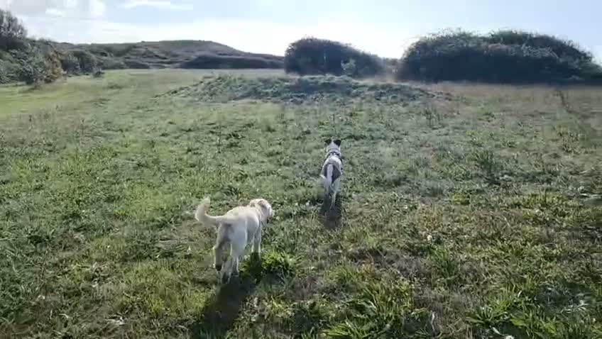 Mixed Breed dogs for adoption: Tam 🐶💙 - Video 4