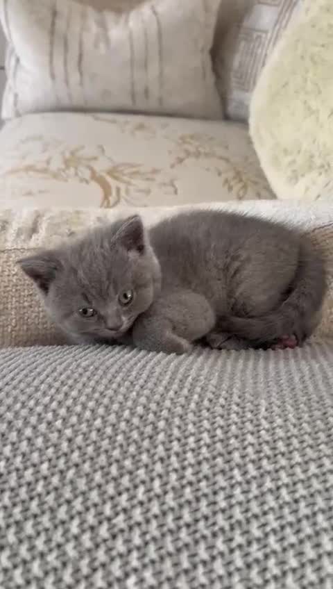 British Shorthair cats for sale: Blue British Shorthair Kittens  3 boys 1 girl - Video 2