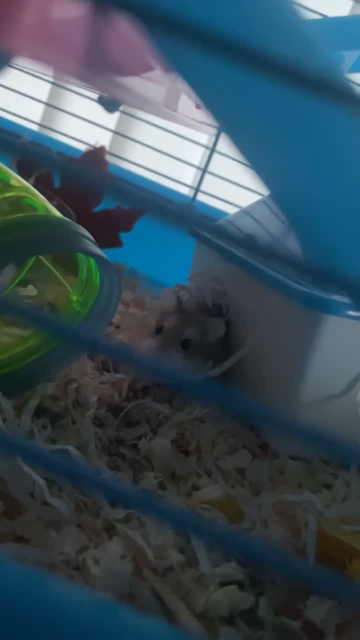 Hamster rodents for sale: Russian dwarf hamster  - Video 1