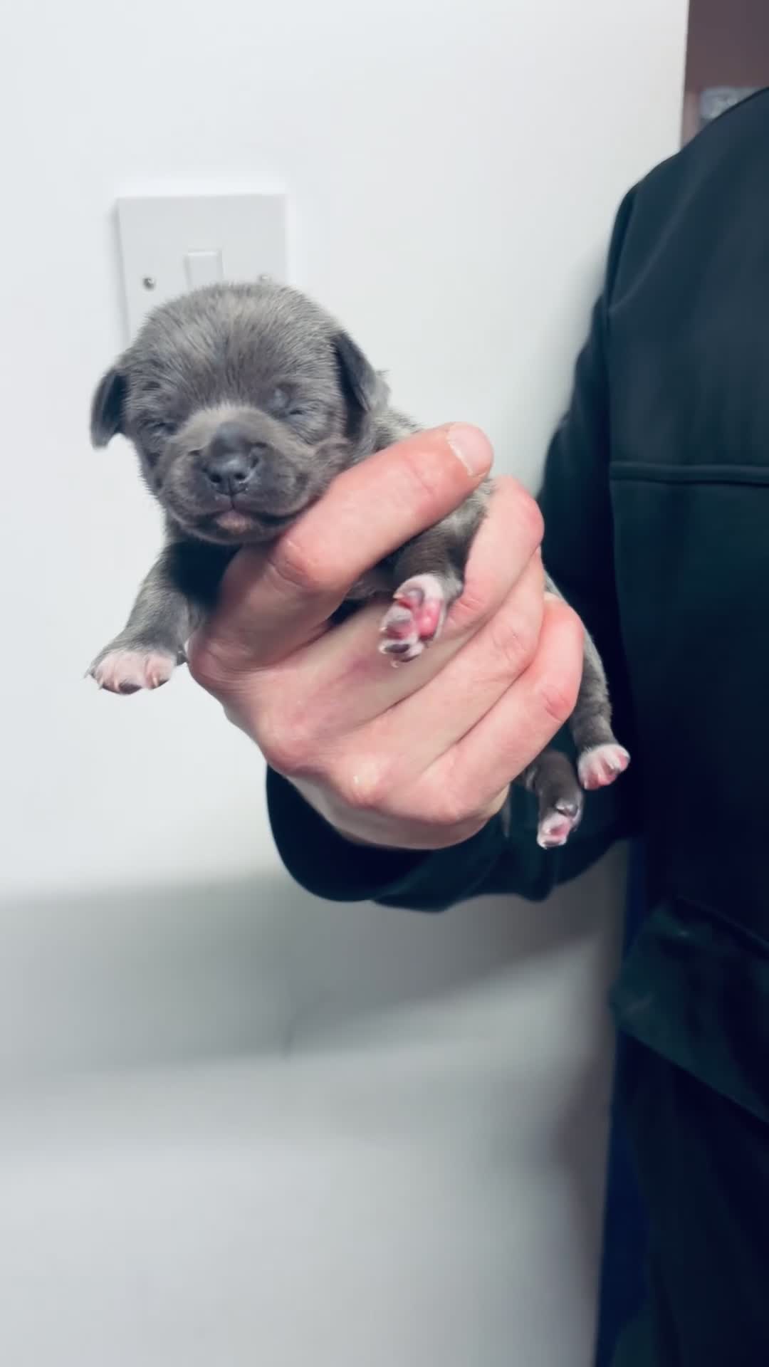 Chihuahua dogs for sale: Tiny Chihuahua puppies - Video 1